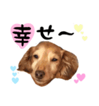 My dog ​​love love love（個別スタンプ：12）