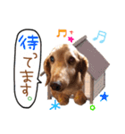 My dog ​​love love love（個別スタンプ：15）