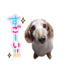 My dog ​​love love love（個別スタンプ：20）