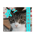 もぐもぐ＆にこぷーもりだくさんBOX（個別スタンプ：1）