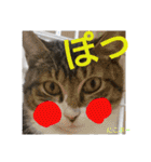 もぐもぐ＆にこぷーもりだくさんBOX（個別スタンプ：2）