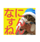 もぐもぐ＆にこぷーもりだくさんBOX（個別スタンプ：7）