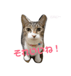 もぐもぐ＆にこぷーもりだくさんBOX（個別スタンプ：8）