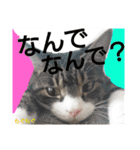 もぐもぐ＆にこぷーもりだくさんBOX（個別スタンプ：10）
