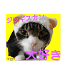 もぐもぐ＆にこぷーもりだくさんBOX（個別スタンプ：12）