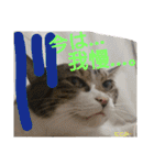 もぐもぐ＆にこぷーもりだくさんBOX（個別スタンプ：13）