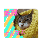 もぐもぐ＆にこぷーもりだくさんBOX（個別スタンプ：15）