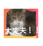もぐもぐ＆にこぷーもりだくさんBOX（個別スタンプ：16）