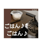 もぐもぐ＆にこぷーもりだくさんBOX（個別スタンプ：21）