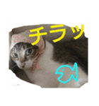 もぐもぐ＆にこぷーもりだくさんBOX（個別スタンプ：23）
