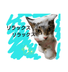 もぐもぐ＆にこぷーもりだくさんBOX（個別スタンプ：27）