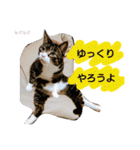 もぐもぐ＆にこぷーもりだくさんBOX（個別スタンプ：29）