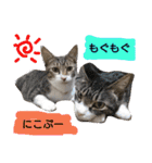 もぐもぐ＆にこぷーもりだくさんBOX（個別スタンプ：33）