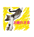 もぐもぐ＆にこぷーもりだくさんBOX（個別スタンプ：35）