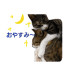 もぐもぐ＆にこぷーもりだくさんBOX（個別スタンプ：36）