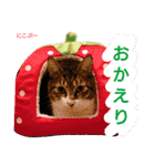 もぐもぐ＆にこぷーもりだくさんBOX（個別スタンプ：39）