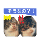 もぐもぐ＆にこぷーもりだくさんBOX（個別スタンプ：40）