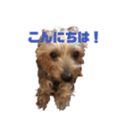 ぴゃんこーたん 第一弾（個別スタンプ：1）
