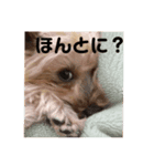 ぴゃんこーたん 第一弾（個別スタンプ：2）