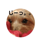 ぴゃんこーたん 第一弾（個別スタンプ：3）