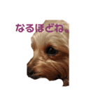 ぴゃんこーたん 第一弾（個別スタンプ：5）