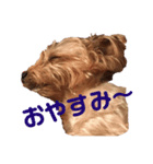 ぴゃんこーたん 第一弾（個別スタンプ：6）