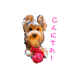 赤ちゃんヨーキーのイヴ（個別スタンプ：1）
