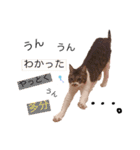 ねろたんスタンプ（個別スタンプ：2）