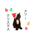 ねろたんスタンプ（個別スタンプ：16）