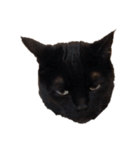 黒猫ぜろたん（個別スタンプ：1）