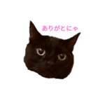 黒猫ぜろたん（個別スタンプ：4）
