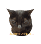 黒猫ぜろたん（個別スタンプ：5）