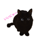 黒猫ぜろたん（個別スタンプ：7）