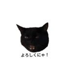 黒猫ぜろたん（個別スタンプ：13）