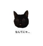 黒猫ぜろたん（個別スタンプ：14）