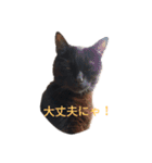 黒猫ぜろたん（個別スタンプ：15）
