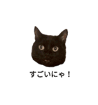 黒猫ぜろたん（個別スタンプ：16）