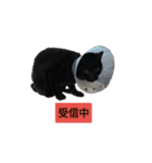黒猫ぜろたん（個別スタンプ：20）