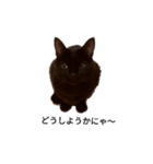 黒猫ぜろたん（個別スタンプ：22）