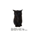 黒猫ぜろたん（個別スタンプ：26）