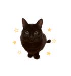 黒猫ぜろたん（個別スタンプ：31）