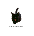 黒猫ぜろたん（個別スタンプ：33）