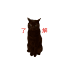黒猫ぜろたん（個別スタンプ：38）