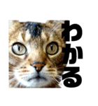 猫のにゃーすけとぼのときんとおと（個別スタンプ：1）