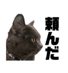 猫のにゃーすけとぼのときんとおと（個別スタンプ：2）