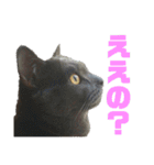 猫のにゃーすけとぼのときんとおと（個別スタンプ：3）