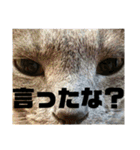 猫のにゃーすけとぼのときんとおと（個別スタンプ：5）