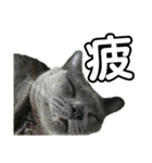 猫のにゃーすけとぼのときんとおと（個別スタンプ：8）