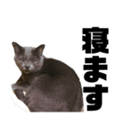 猫のにゃーすけとぼのときんとおと（個別スタンプ：9）
