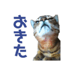 猫のにゃーすけとぼのときんとおと（個別スタンプ：10）
